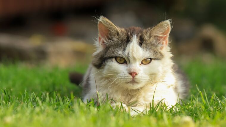 EU dosáhla dohody o zlepšení životních podmínek psů a koček 