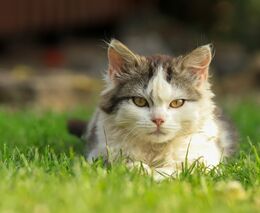 EU dosáhla dohody o zlepšení životních podmínek psů a koček 