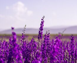 Plné koše levandule z jihu Moravy. Lidé se jezdí k samosběru byliny i fotit