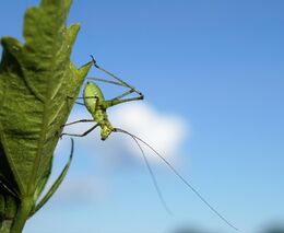 Spotřeba přípravků na ochranu rostlin v České republice klesá