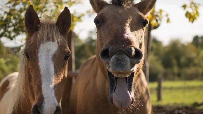 Penzion Farma Dvorec