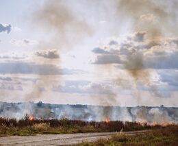 S obnovou půdy po požárech mohou pomoci rostliny