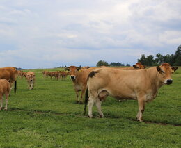 Pozvánka na Den otevřených vrat na farmě Martina Novotného