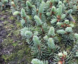 Vědci usilují o návrat původního smrku ztepilého do Krušných hor