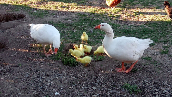 Statek U svatého Jána