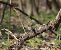 Fotopasti mohou být v rámci monitoringu ptáků vhodným doplňkem tradičních metod