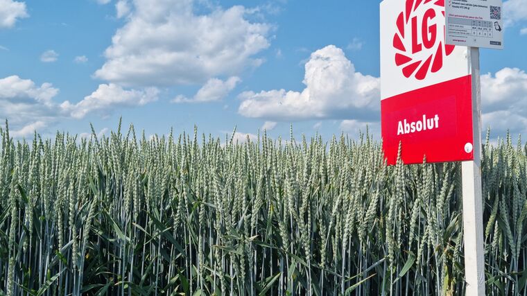 LG Absalon a Absolut nejsou stejné odrůdy 