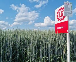 LG Absalon a Absolut nejsou stejné odrůdy