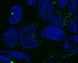 Na vývoji léčiva proti nervovým otravám spolupracují vědci z Agronomické fakulty