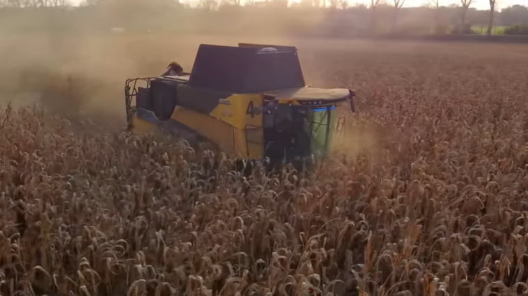 VIDEO: Ze sklizně kukuřice na zrno na Náchodsku  