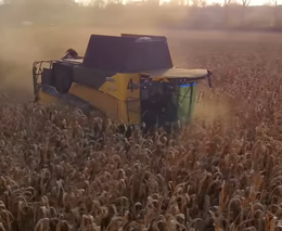 VIDEO: Ze sklizně kukuřice na zrno na Náchodsku  
