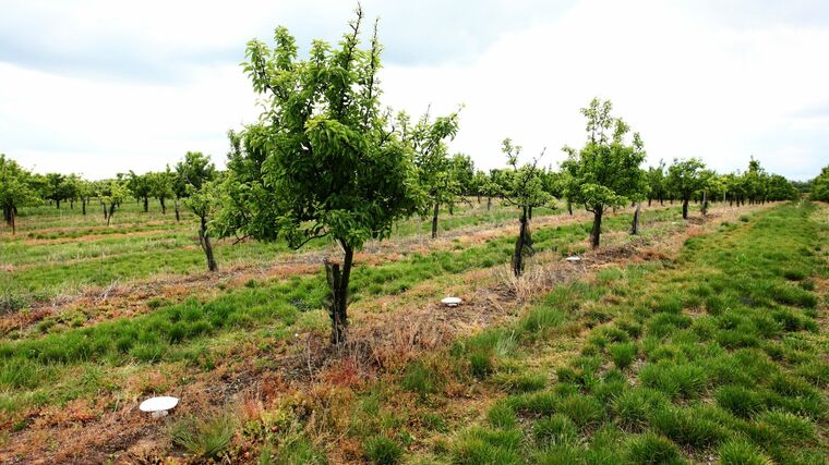 V zemědělské krajině se šíří široká škála reziduí pesticidů, zjistili vědci LDF MENDELU