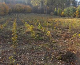 Ať se nám lesy zase vrátí – II. díl  