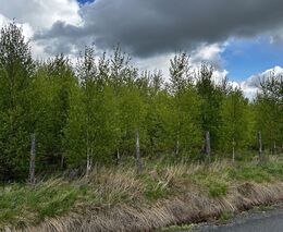 Vyplatí se získávat tepelnou energii z porostů přípravných dřevin?