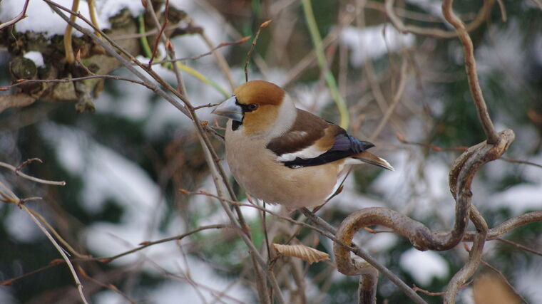 Živá zahrada: školy už soutěží, ostatní milovníci ptáků se přidají na Štědrý den