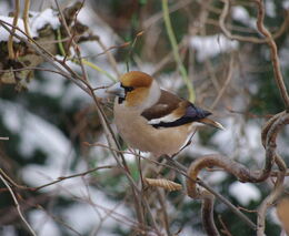 Živá zahrada: školy už soutěží, ostatní milovníci ptáků se přidají na Štědrý den