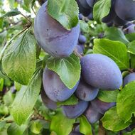 Švestky z Podůlšan (Šárka Kučerová)