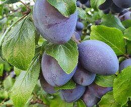 Pozvánka na "Pomologické dny – podzim v zahradě"