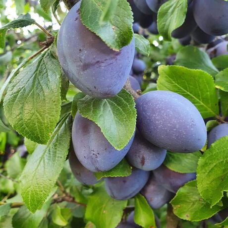 Švestky z Podůlšan (Šárka Kučerová)