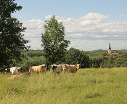 Covid i válka na Ukrajině zemědělství prospěly. Cena půdy ale vzrostla, říká ředitel fondu farem