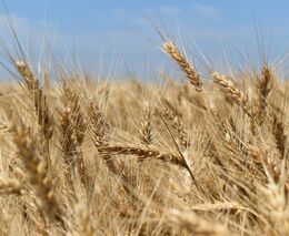 Petr Havel: Zavedení cel na dovoz z Ukrajiny by bylo v rozporu s její podporou ve válce s Ruskem