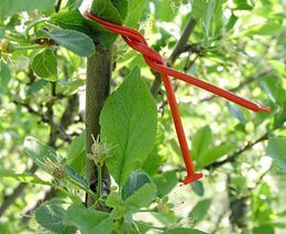 Ovocnářův rok – květen a červen (pozdní jaro a začátek léta)
