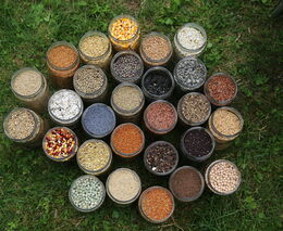 Tady se dělá menu pro závodní holuby. Farma našla způsob, jak přežít sucha