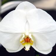 Orchideje i tropické motýly je možné navštívit ve druhé polovině března ve sklenících BZA MENDELU