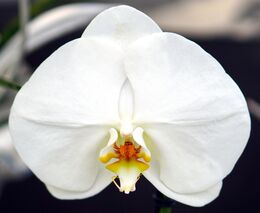 Orchideje i tropické motýly je možné navštívit ve druhé polovině března ve sklenících BZA MENDELU