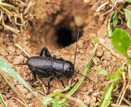 Vědci vyhlásili hmyzem roku cvrčka polního, veřejnost může pomoci s výzkumem