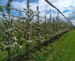 Ovocnářův rok – duben a květen (jaro)