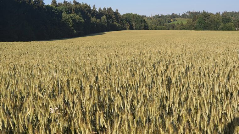 Agrárníci: Vedra zhoršují kondici porostů, mohou snížit letošní sklizeň