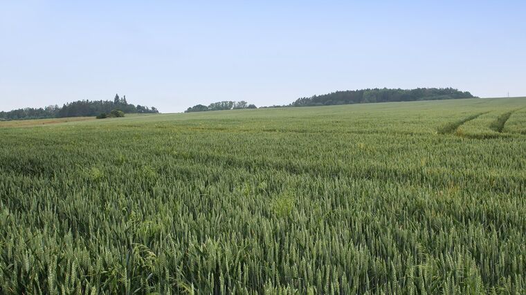Týden v zemědělství podle Petra Havla - č. 39