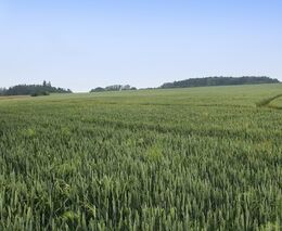 Týden v zemědělství podle Petra Havla - č. 39