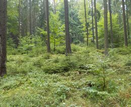 Pozvánka na online seminář pro zájemce o podporu úpravy lesních porostů z OPŽP