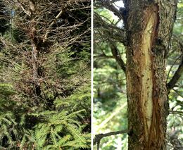 Spárkatá zvěř poškozuje ohryzem a loupáním stále mladší smrkové porosty