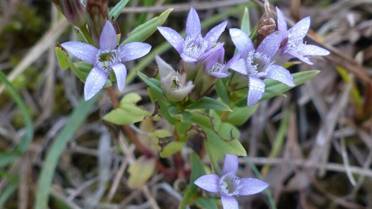 Rok hořců: nastává důležité období pro péči o lokality. Pomoci může i veřejnost 