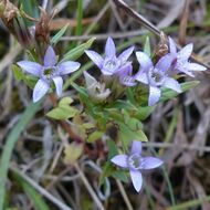 Rok hořců: nastává důležité období pro péči o lokality. Pomoci může i veřejnost 