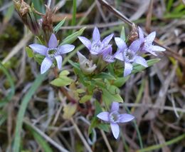 Rok hořců: nastává důležité období pro péči o lokality. Pomoci může i veřejnost