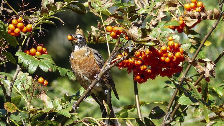Vědci z VUK zachraňují vzácné jeřáby z české přírody Pomáhá jim mikropropagace v laboratoři