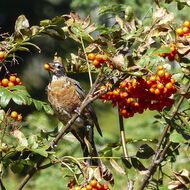 Vědci z VUK zachraňují vzácné jeřáby z české přírody Pomáhá jim mikropropagace v laboratoři