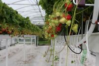 Gunnar Þorgeirsson: vyrábět více jídla a zároveň si nezkazit životní prostředí je u nás možné