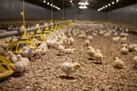 Gunnar Þorgeirsson: vyrábět více jídla a zároveň si nezkazit životní prostředí je u nás možné