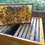 Včelařský svět (Michal a Miroslav Spurní)