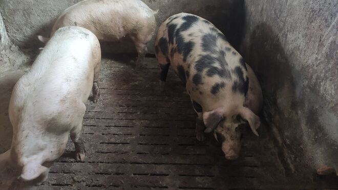 Rodinná farma Rotrekl