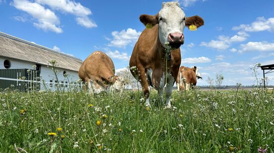 Co Alenka nalezla za zrcadlem aneb Etnologové v útočišti selského rozumu II. 