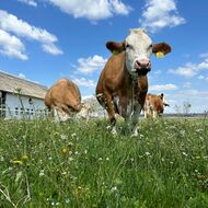 Co Alenka nalezla za zrcadlem aneb Etnologové v útočišti selského rozumu II. 