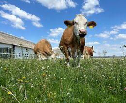 Co Alenka nalezla za zrcadlem aneb Etnologové v útočišti selského rozumu II. 