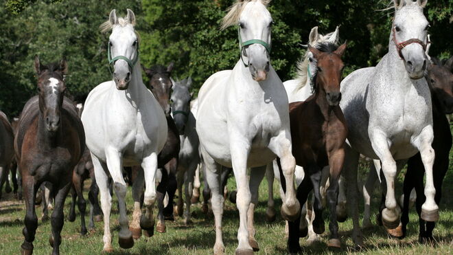 Farma Prak Český Šternberk