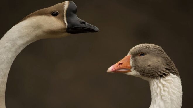 Penzion Farma Dvorec